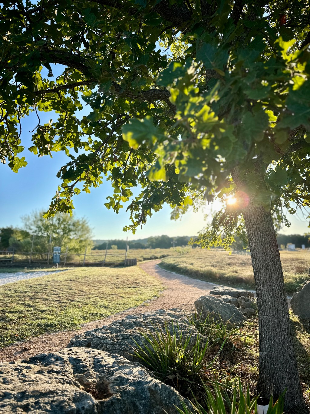 sunrise through the trees in a park